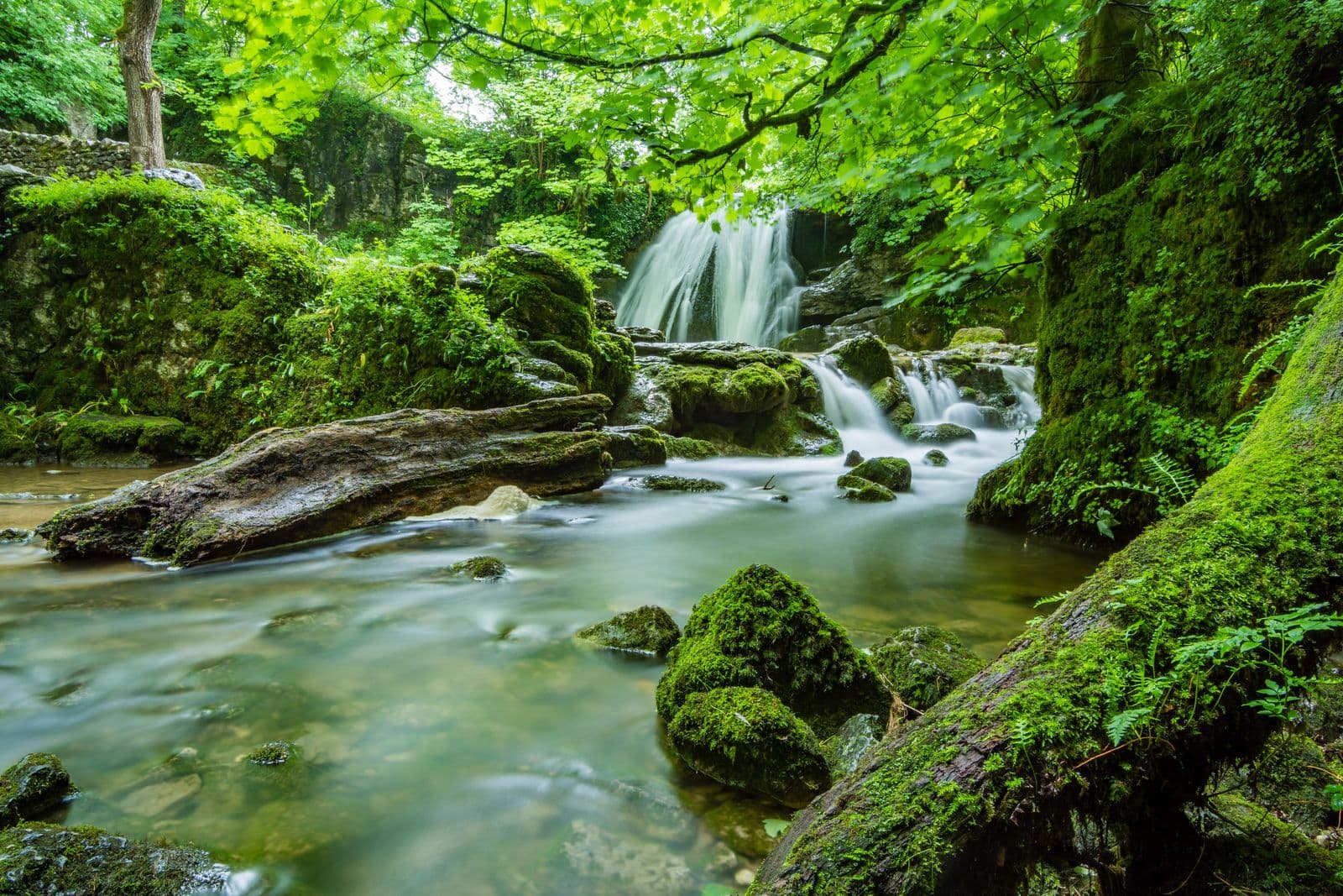 Klarer Bach zwischen bemoosten Steinen im grünen Wald